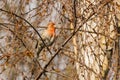 Male House Finch Haemorhous mexicanus on a birch tree branch after the rain stopped and the sun came out, California