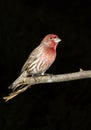 Male house finch (Haemorhous mexicanus) portrait