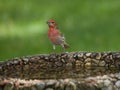 A male House Finch stands on the side of a bird bath waiting to take a drink Royalty Free Stock Photo