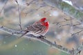 Male house finch (Haemorhous mexicanus) in winter Royalty Free Stock Photo
