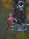 Male House Finch perched at a bird feeder Royalty Free Stock Photo