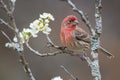 Male House Finch in Plum Tree Royalty Free Stock Photo