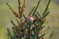 Male House finch resting on branch