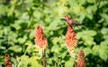 A male house finches ` Haemorhous mexicanus ` Royalty Free Stock Photo