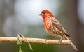 A male house finches ` Haemorhous mexicanus ` Royalty Free Stock Photo