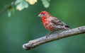 A male house finches ` Haemorhous mexicanus ` Royalty Free Stock Photo