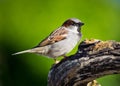 Male House Sparrow Royalty Free Stock Photo