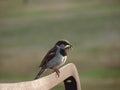 Male House Sparrow Royalty Free Stock Photo