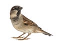 Male House Sparrow Royalty Free Stock Photo