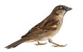 Male House Sparrow Royalty Free Stock Photo