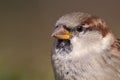 Male House Sparrow