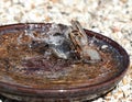 A male House Sparrow bathing