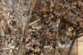 Male House Sparrow in a Bush