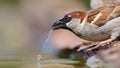 Male House Sparrow drinking water Royalty Free Stock Photo