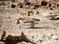 Male House Sparrow Feeding: Grounded Nourishment