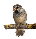 Male House Sparrow, Passer domesticus, 4 months Royalty Free Stock Photo
