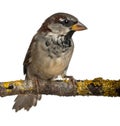 Male House Sparrow, Passer domesticus, 4 months Royalty Free Stock Photo