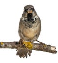 Male House Sparrow, Passer domesticus, 4 months Royalty Free Stock Photo