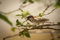 male House sparrow or Passer domesticus bird calling beak open closeup in natural green background at keoladeo national park or Royalty Free Stock Photo