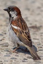 Male house sparrow Passer domesticus. Close up of garden bird