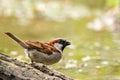 Male House Sparrow Passer domesticus drinking at a bird bath Royalty Free Stock Photo