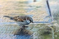 The male house sparrow Passer domesticus, drinking water, a bird of the sparrow family Passeridae, found in Esfahan, Iran Royalty Free Stock Photo