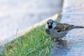 The male house sparrow Passer domesticus, drinking water, a bird of the sparrow family Passeridae, found in Esfahan, Iran Royalty Free Stock Photo