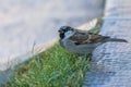 The male house sparrow Passer domesticus, drinking water, a bird of the sparrow family Passeridae, found in Esfahan, Iran Royalty Free Stock Photo