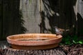 Male house sparrow, Passer domesticus, perched by the side of a bird bath drinking water Royalty Free Stock Photo
