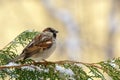 Male House Sparrow Passer domesticus sitting on the branch of a fir Royalty Free Stock Photo