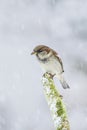 Male house sparrow sitting on a moss covered branch during snowfall in winter Royalty Free Stock Photo