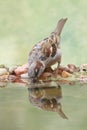 Male House sparrow Royalty Free Stock Photo