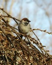 Male House Sparrow Royalty Free Stock Photo