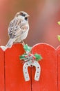 Male House Sparrow Perched On A Christmas Decorated Fence