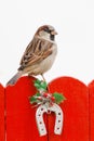 Male House Sparrow Perched On A Christmas Decorated Fence