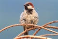 Male House Sparrow Perched On Twigs
