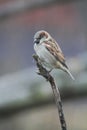 A Male House Sparrow sitting Atop a dead branch 3 - Passer domesticus Royalty Free Stock Photo