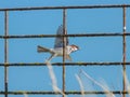 A Male House Sparrow Taking Off A Fence