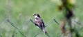 Male house sparrow on the wire netting Royalty Free Stock Photo