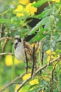 a male House sparrow (passer domestics) in the wild, perching on a branch in west bengal in india