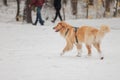 male hovawart, hovie black and gold marked dog