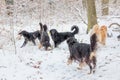 male hovawart, hovie black and gold marked dog big pack in the snow