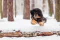 male hovawart, hovie black and gold marked dog jumping over a snowy log