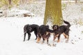 male hovawart, hovie black and gold marked dog pack playing in the snow