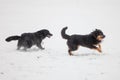 male hovawart, hovie black and gold marked dog two chasing each other