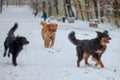 male hovawart, hovie black and gold marked dog in the winter park