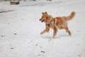 male hovawart, hovie gold dog frolicking in the snow