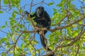 Male hower monkey sitting in a tree Royalty Free Stock Photo