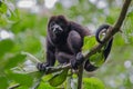 Male howler monkey resting in the trees