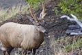 Male of Huemul (Hippocamelus bisulcus) Royalty Free Stock Photo